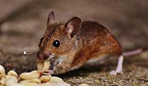24 Hour & Emergency Exterminators in Mountain View, NJ